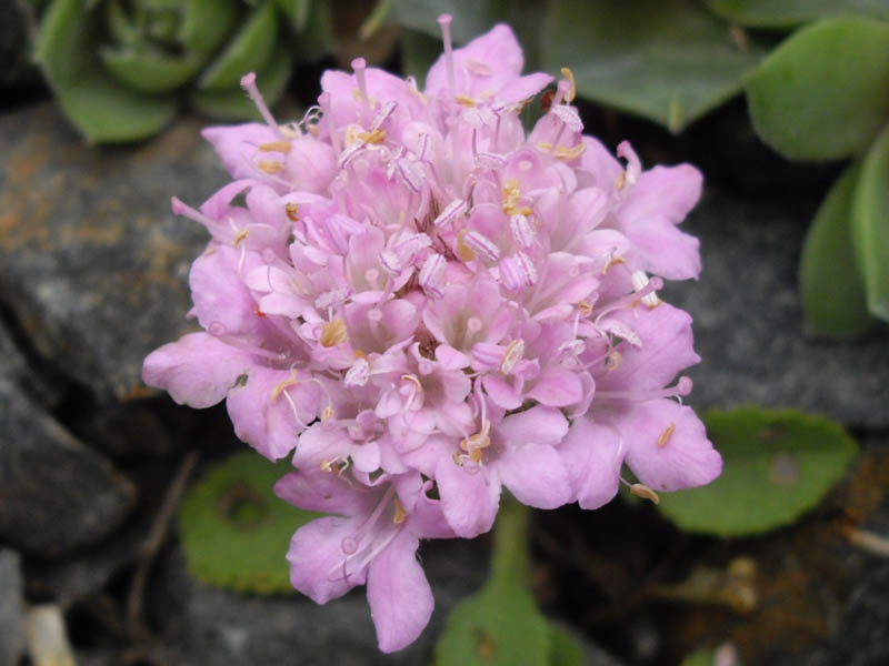 Pterocephalus perennis ssp bellidifolius photo